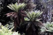 Farnbaum in Tasmanien